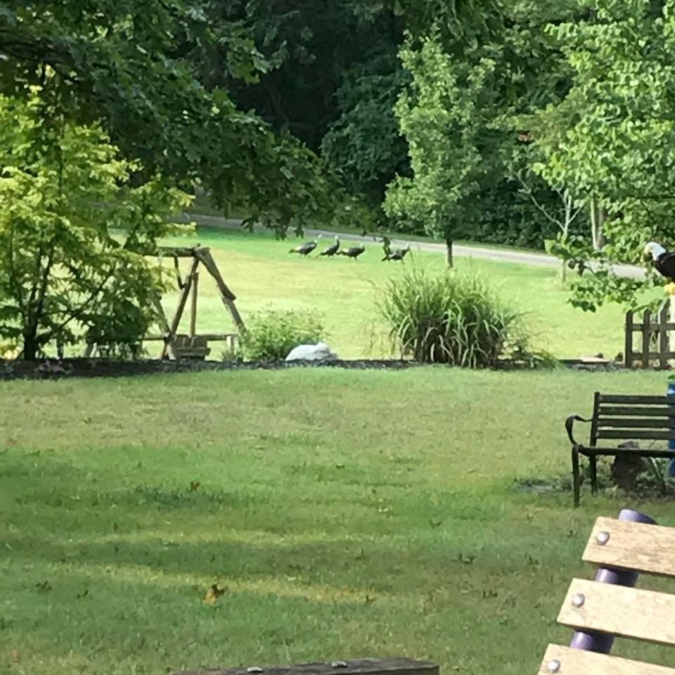 A total of 8 turkeys this morning