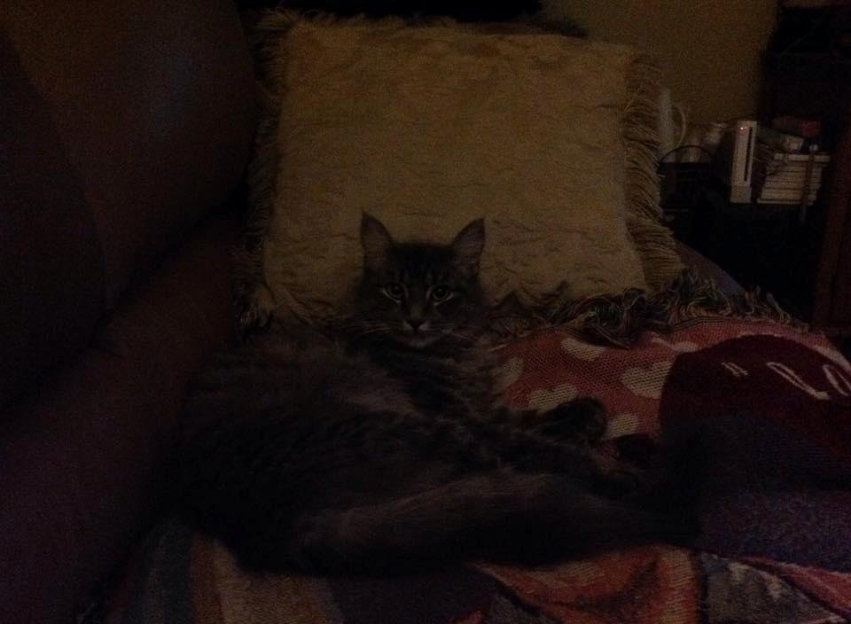 Smokey Mae doesn't like sharing the couch