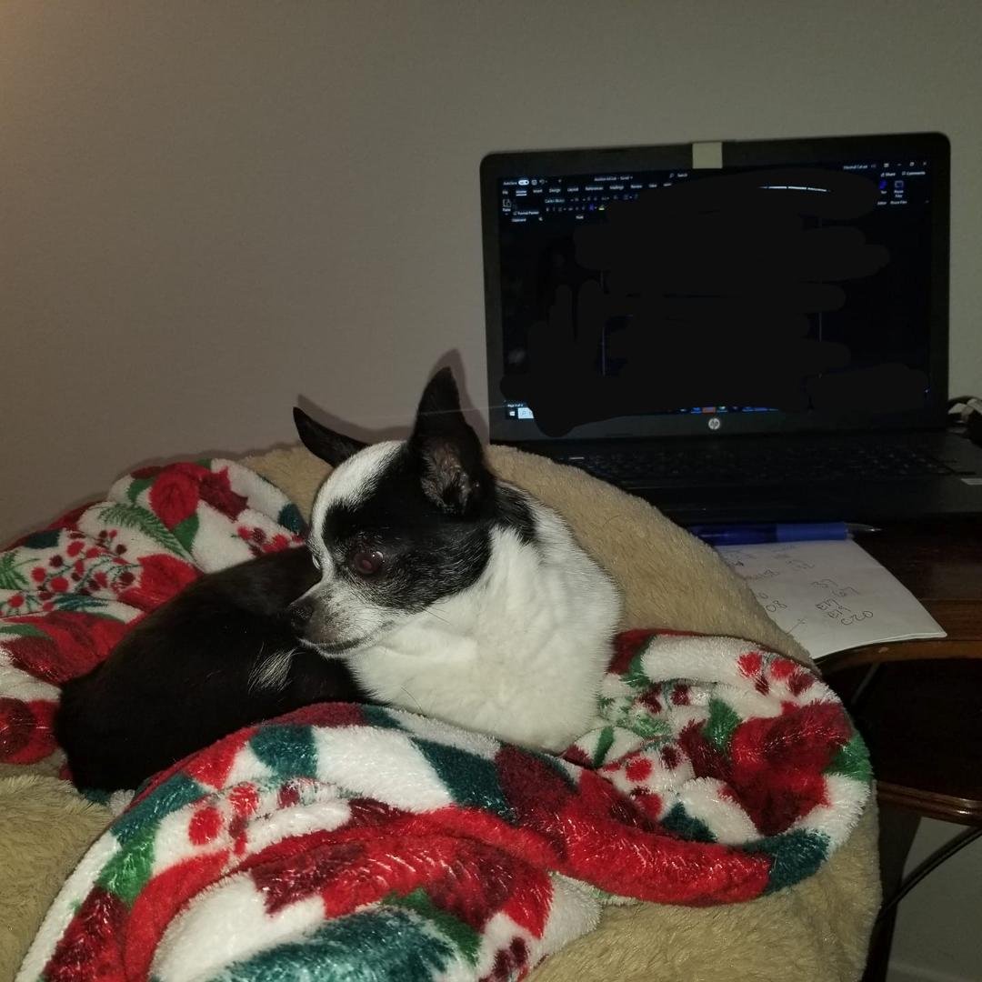 My new desk buddy.