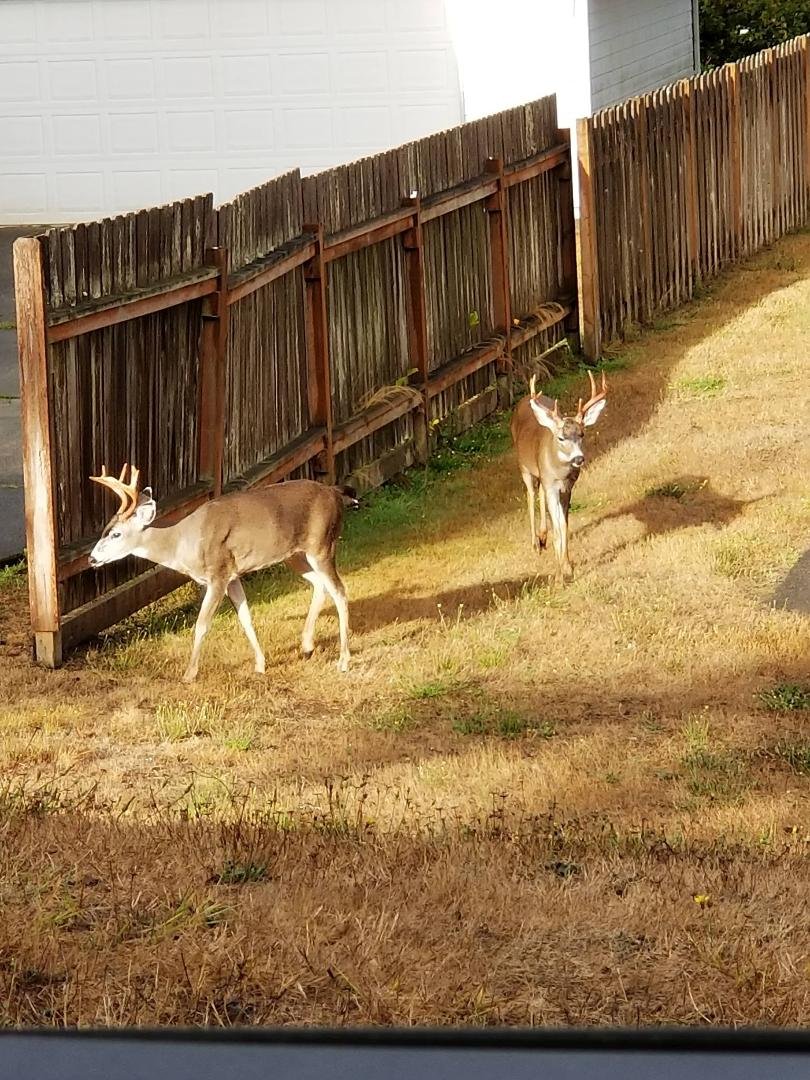 Sorry am late to school teacher but our deer family had us blocked in lol...