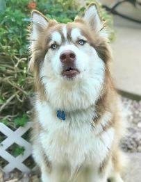 Doesn't this dog look like he's about to say something? Offer your own quote. What is this dog about to say?
