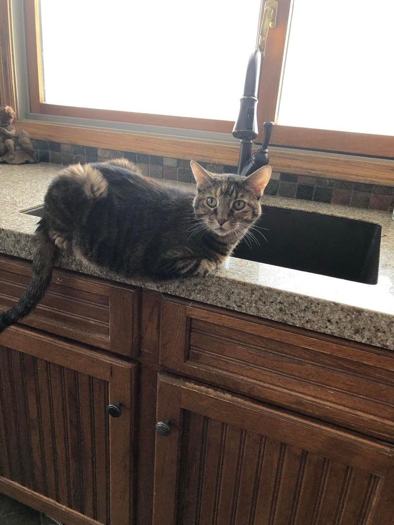 Thank you for all the nice condolences. Shelby outlived 3 cats- Cadence, Gracie and R. P.M. and 2 dogs- Lady and Liberty. Dr. Bein at Blair Doon Veterinary Hospital gave her almost another year. She was a fighter, the whole