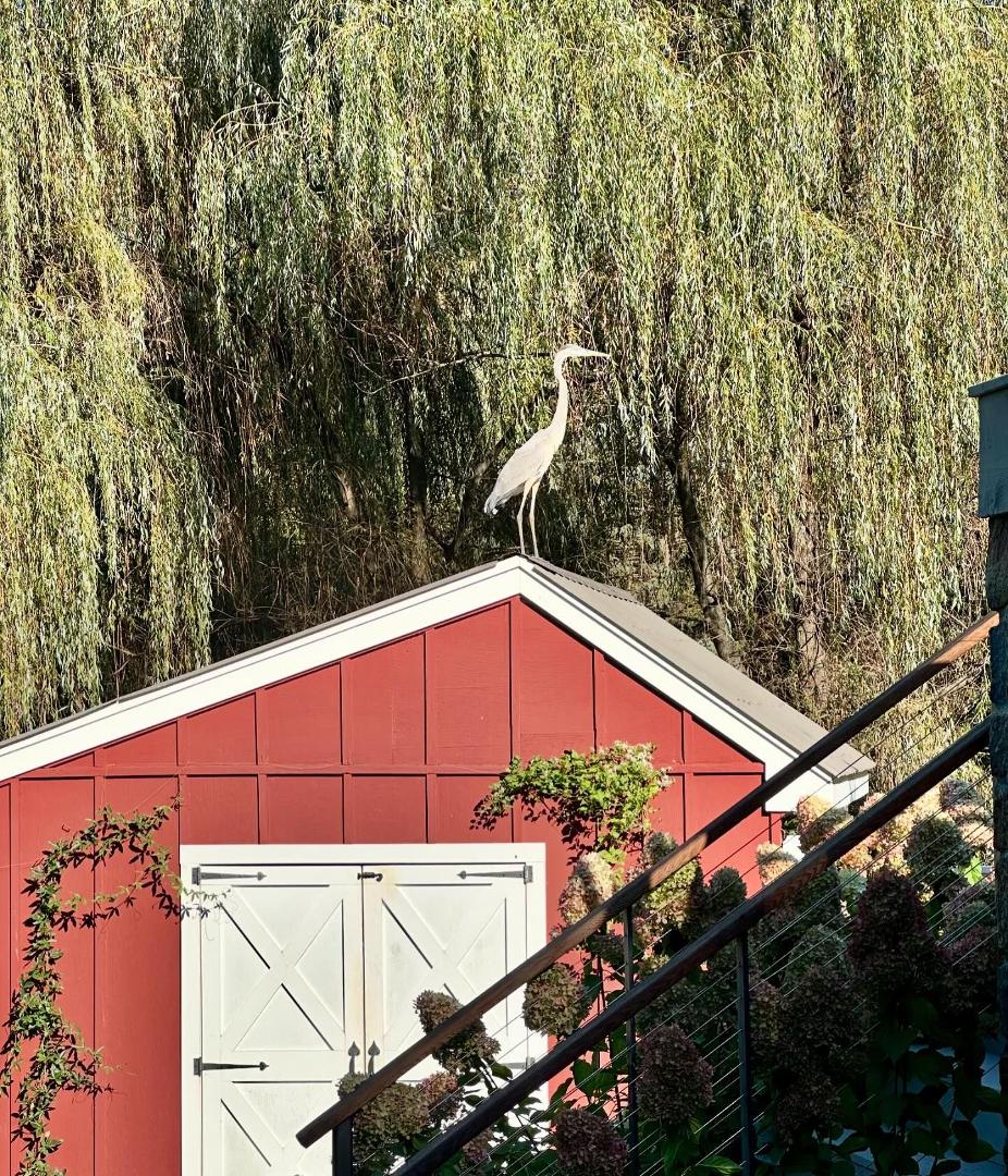 Does anyone have any ideas to keep this guy away from my Koi pond? I have fish line everywhere to discourage him, but he keeps hanging around!
