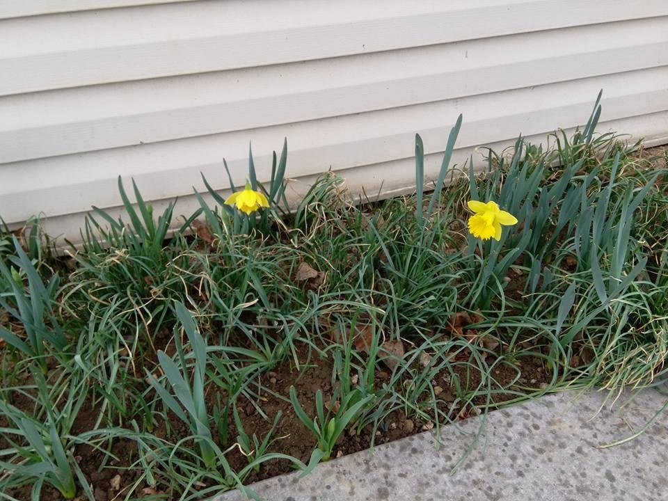 Ron Noel's album, Mobile Uploads