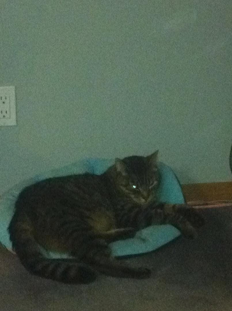 Bob had a big day today catching fat mice. He's getting adapted to 30 plus temp. He wants me to turn on the AC in the house.