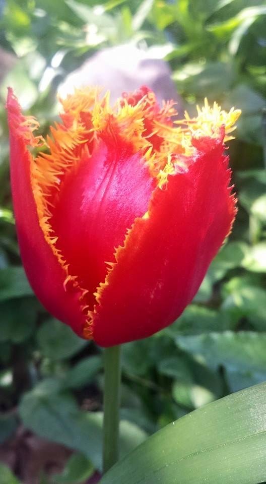 mark coffey's album, Mobile Uploads