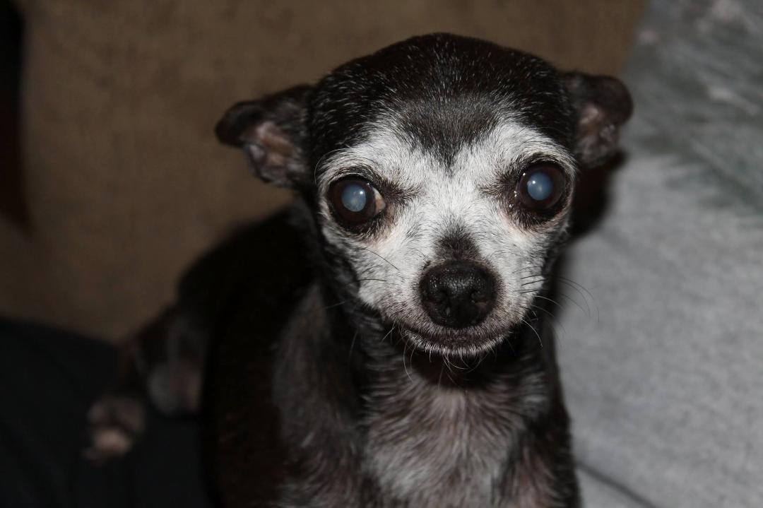 RIP Ricky girl. You are such a spunky dog from the moment we brought you home. You brought such joy and laughter into our home. I will miss you so much my sweet Rick!