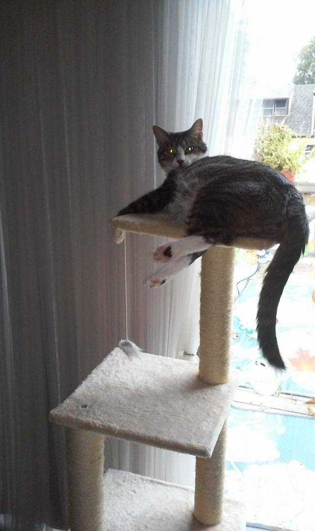 Calvin today just chillin 🐱 💝