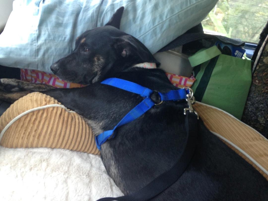 On our way home.  Sadie is just chilling in the back on her bed. Bye bye Charleston. We will miss you.