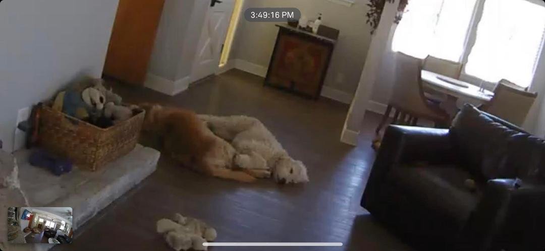 When you check on doggie cam and they are sleeping like angels !