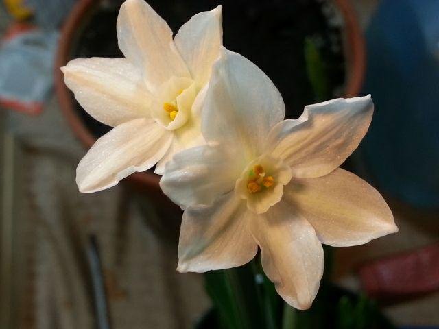 My amaryllis blossomed!