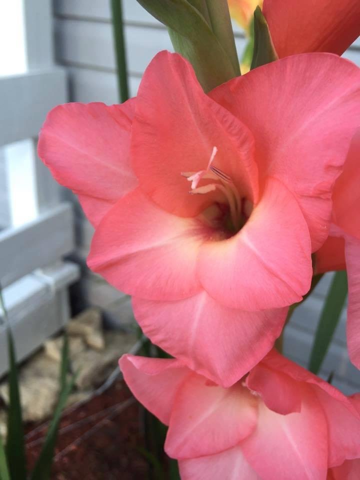 william gesar's album, Timeline Photos