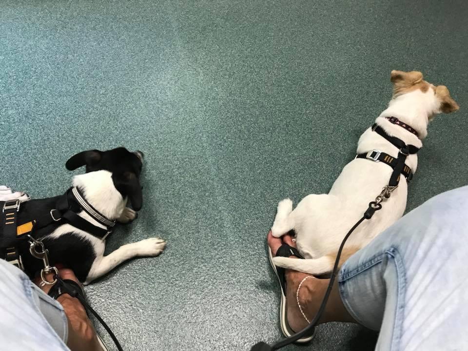 Pretty calm for being at the Vets and have gotten shots! ❤️❤️