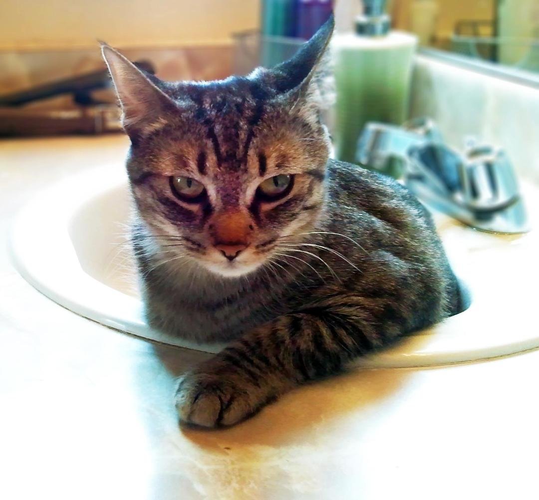 All I wanted was a moment of privacy...apparently I woke her from her nap in the bathroom sink...lol
