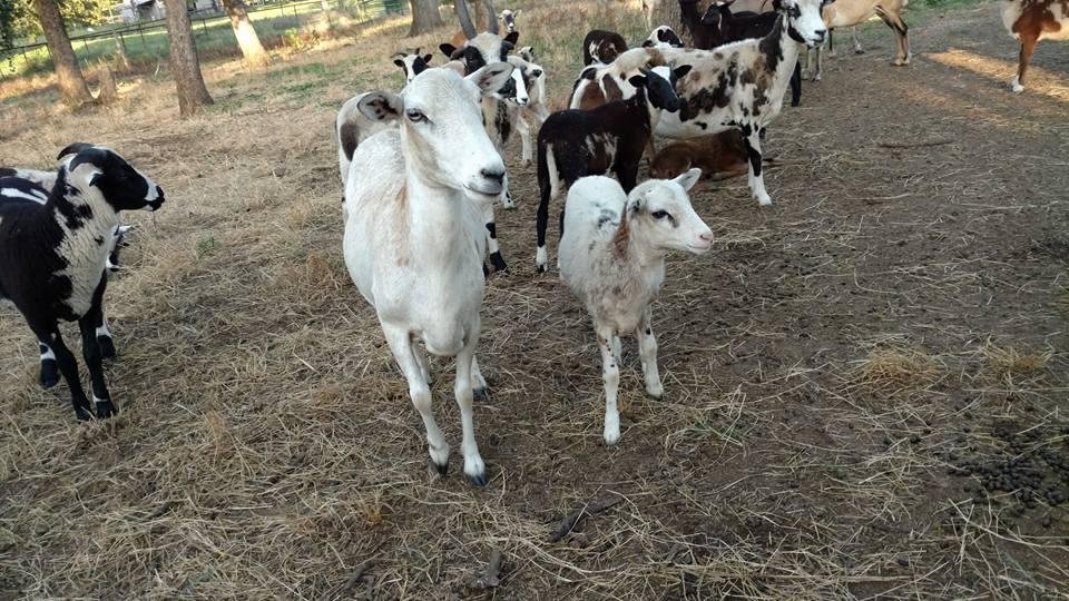 See the tines on this little ram on the left, 4-5 months old. Right are Painted Desert ewes.
