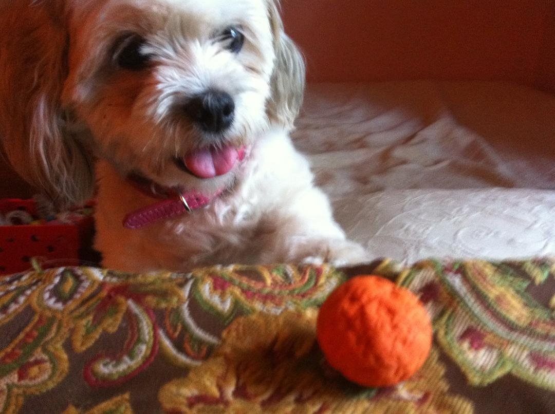 Daisy