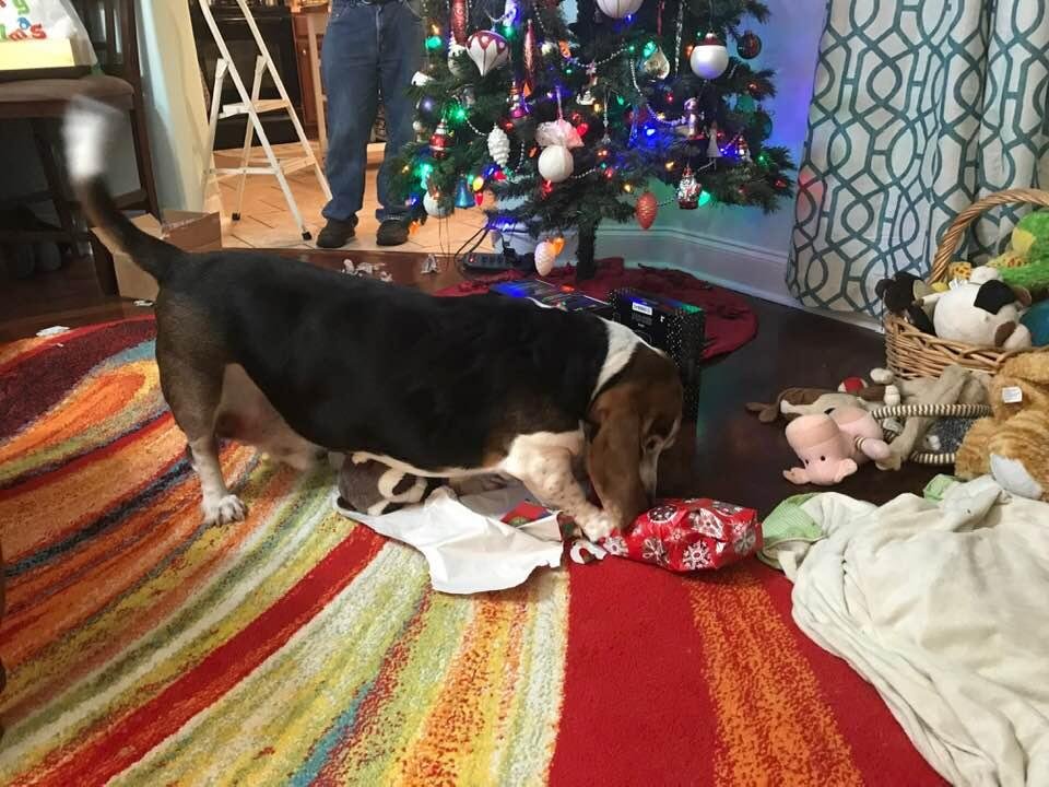 Homer opening his Christmas gifts-like he needs more toys!!! Basket is already overflowing 🎄