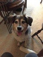 My beautiful 10 year old Border Collie mix, Poppie, the sweetest dog in the world - died unexpectly tonight. I had thought at first that she was depressed with the passing of Mark earlier this month.Then she started running