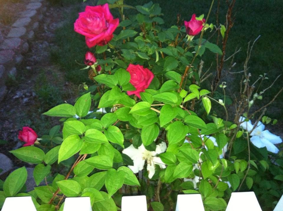 James Beales' album, Mobile Uploads