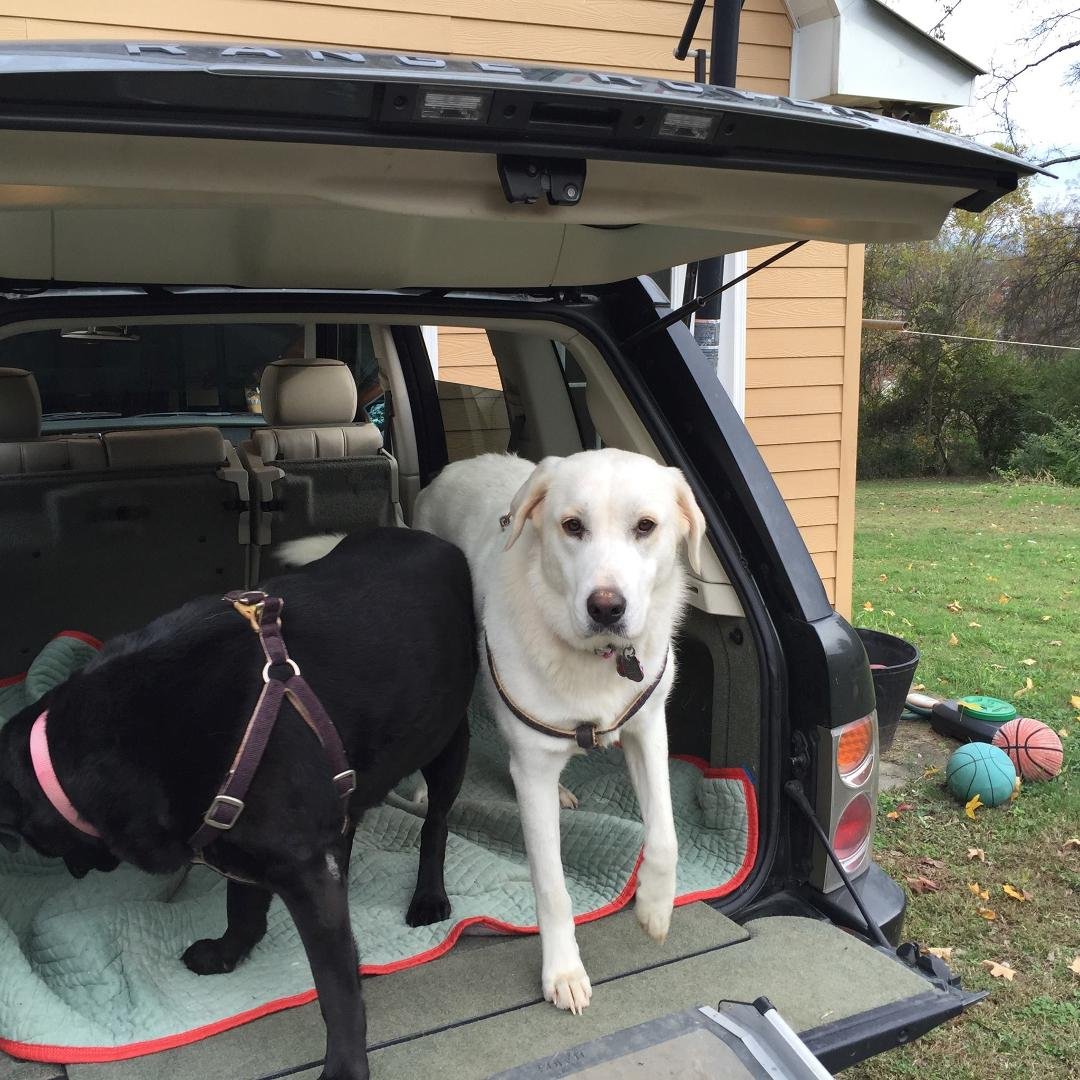 Ready for our walk
Say Heloooo Dolly
Our new addition to our family