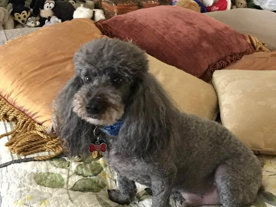 Happy birthday to our favorite poodle. Puffy rules!