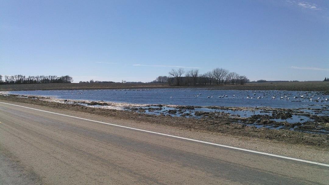 I have never seen so many Swans around here I would guess around a 100. And only 5 miles from home
