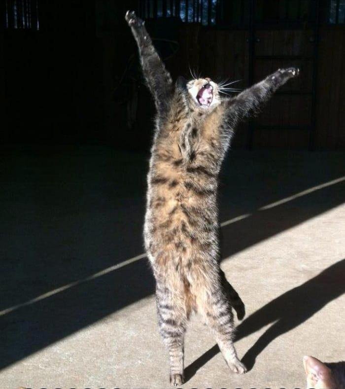 T.G.I.F.