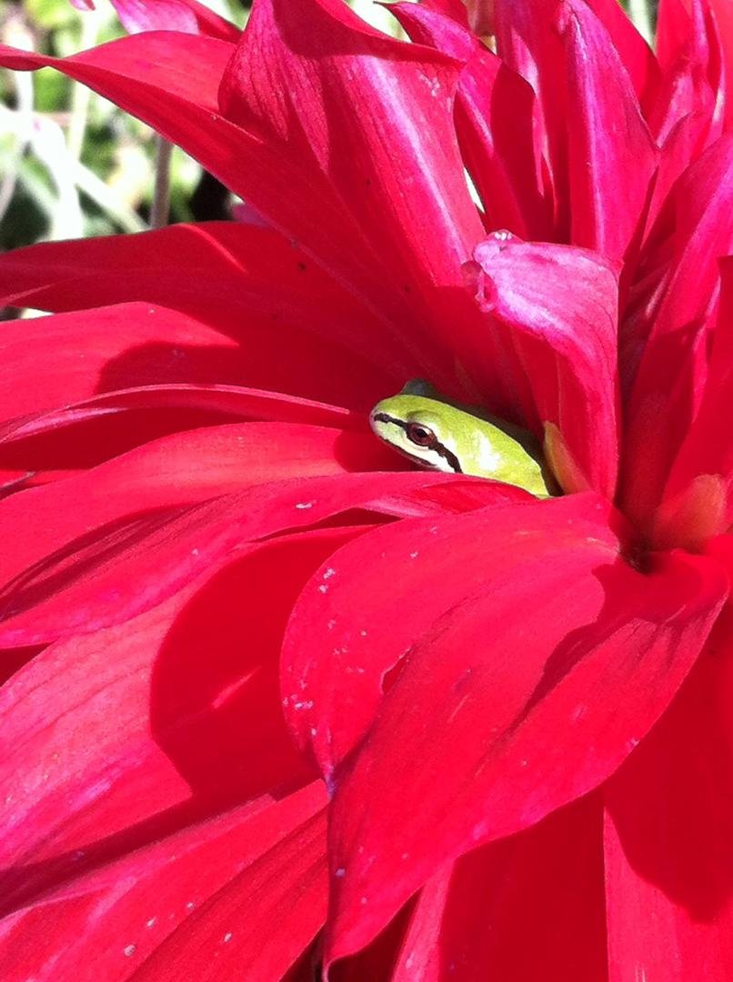 Little green frogs just love hanging out in my dahlias.