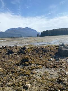 a small obstacle or two- rocks, mud, seaweed....