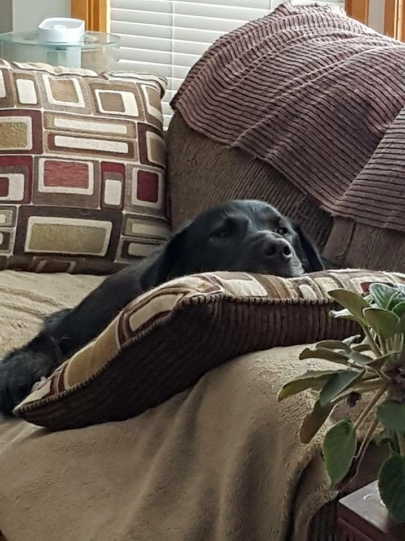 Can you spot the dog who isn't supposed to be on the couch? 😊