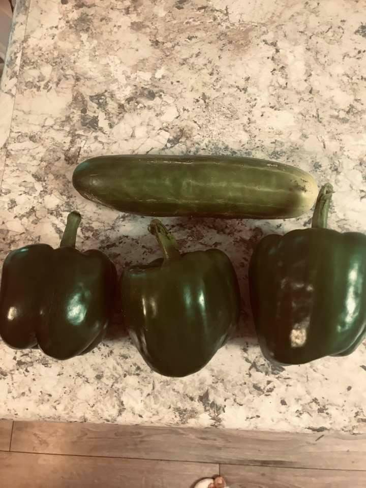Ok bragging best green peppers ever crisp and snappy and juicy