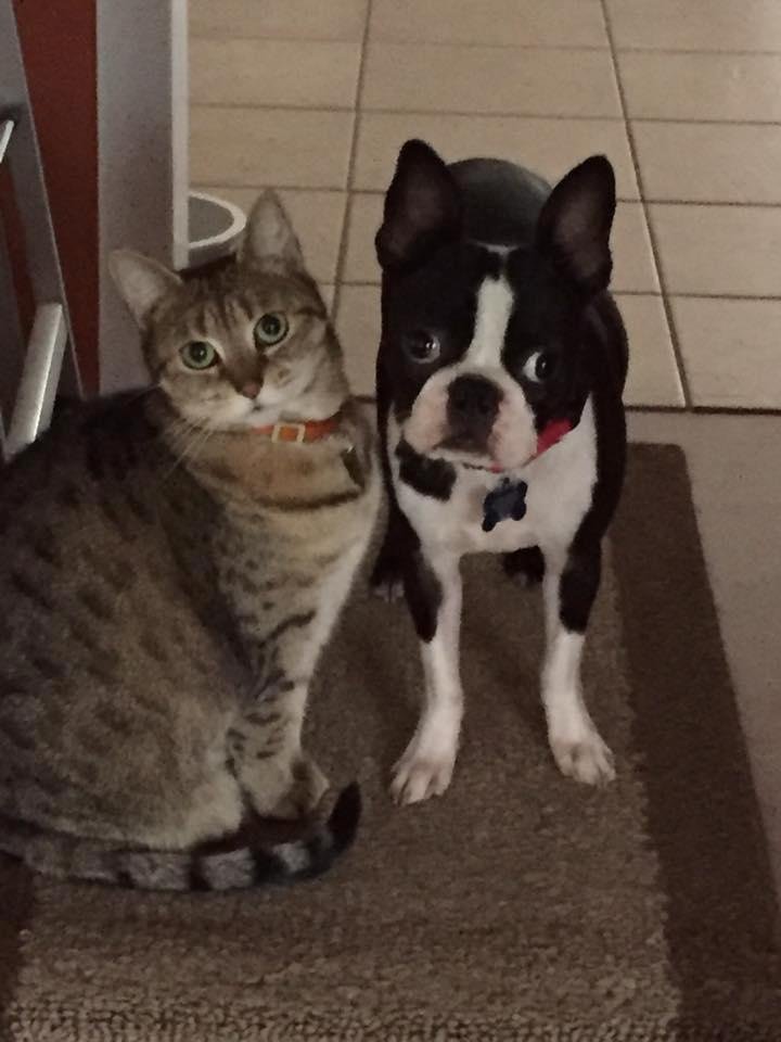 Happy National Pet Day!!