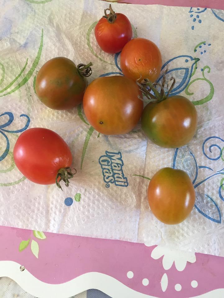 The last of my cherry tomatoes. Suppose to freeze tonight.