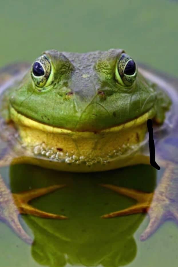 If you know this bullfrogs name , you are old as dirt !
