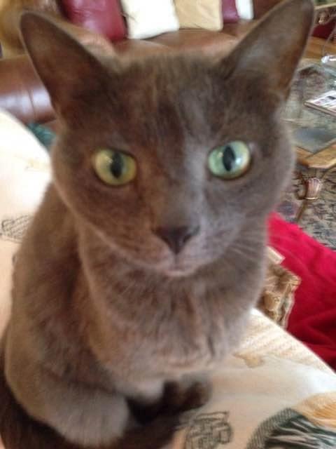 Greybaby was such a sweet kitty.......she sat on the back of our sofa and watched whatever we were doing in the kitchen.  Sadly she has been gone a year.
