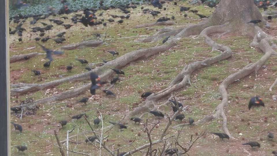 Dozens of red-winged blackbirds in the backyard.
