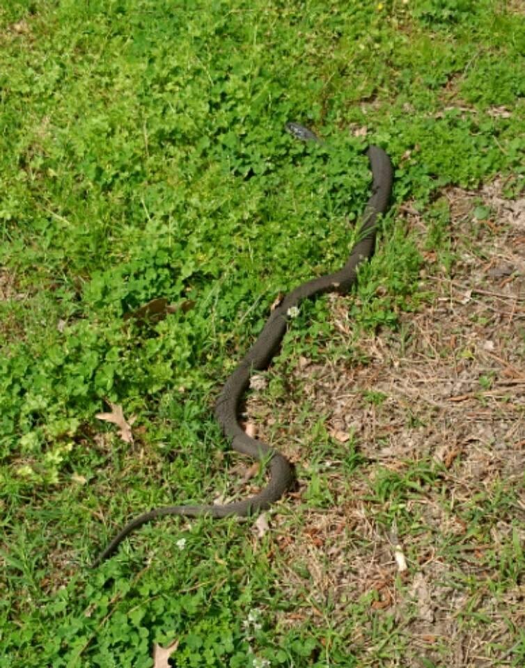 Anyone know what kind of snake this is?