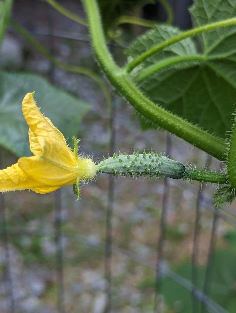 Aaahhh we have successful had a baby cucumber..