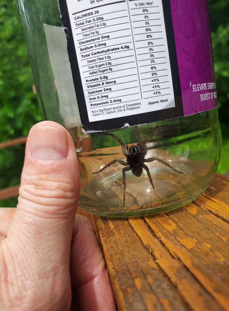 Biggest spider I've ever seen in my house. I Let it go outside.