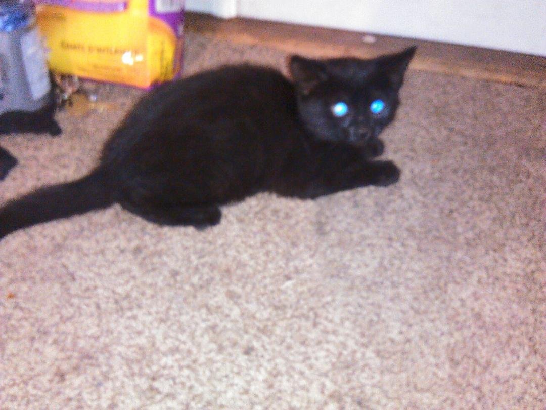 Blackie