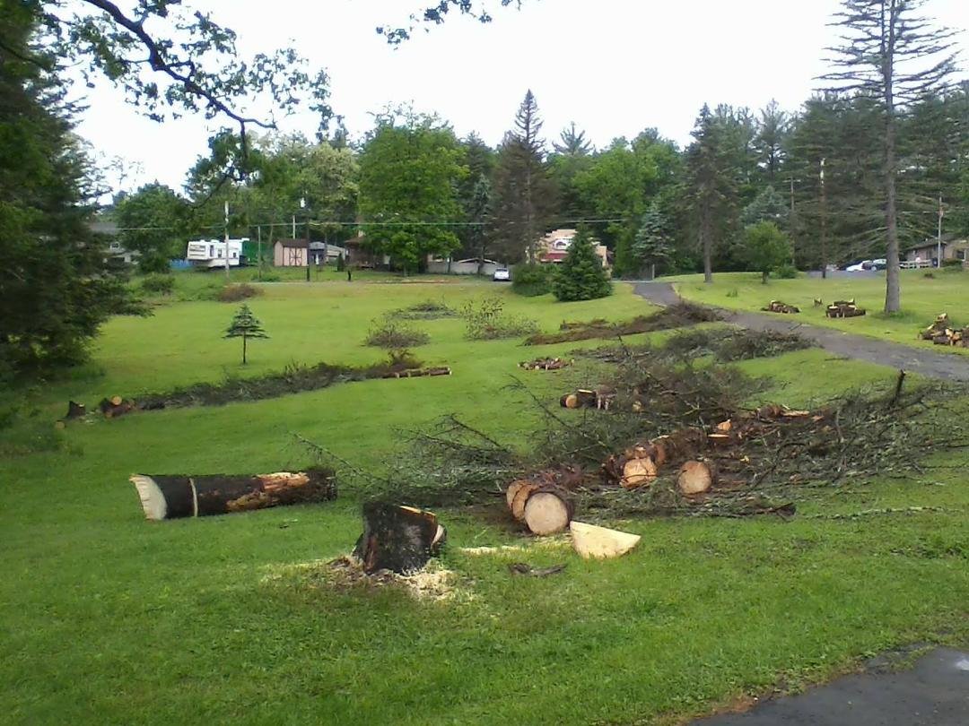 A few of the 15 pine trees we've cut down so far. They died from some sort of beetle that attacks certain varieties of pine. Thank Heaven we can burn it next winter as we have a big wood furnace that burns hot. I've discove