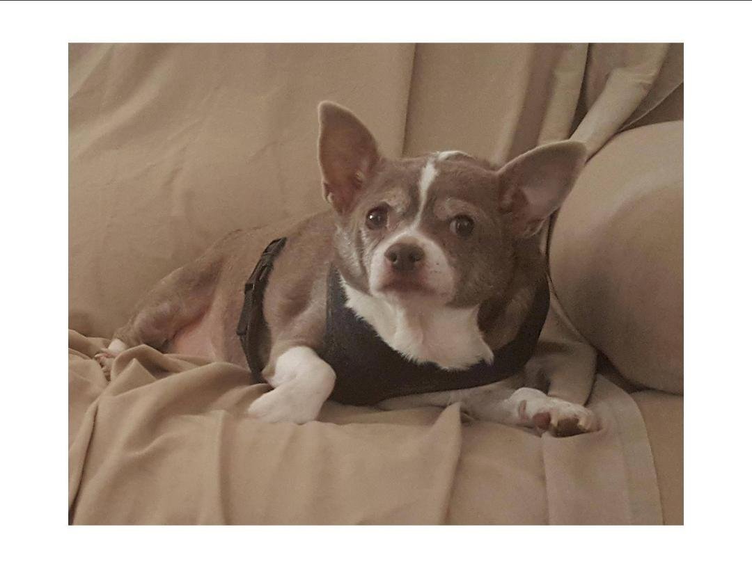 Today, my faithful companion Tinkerbell, went to join Lynnie in heaven. Thank you for thirteen great years always by my side. I will love and remember you forever.