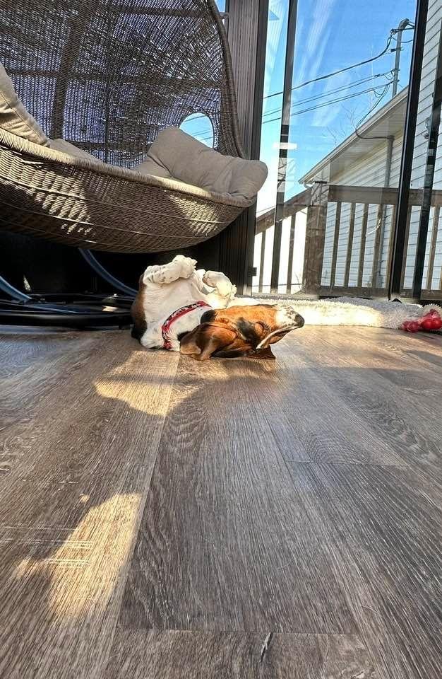 He is also having a great day! 🐶🐾💤