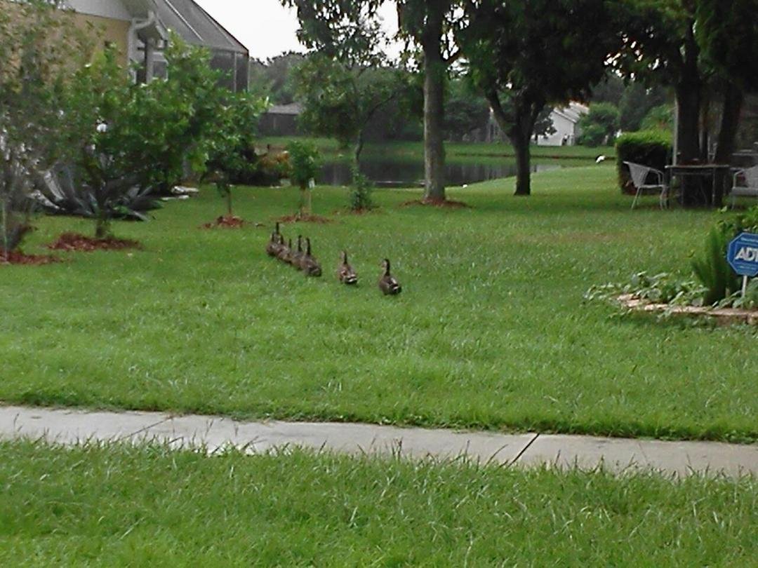 All ducks in a row.