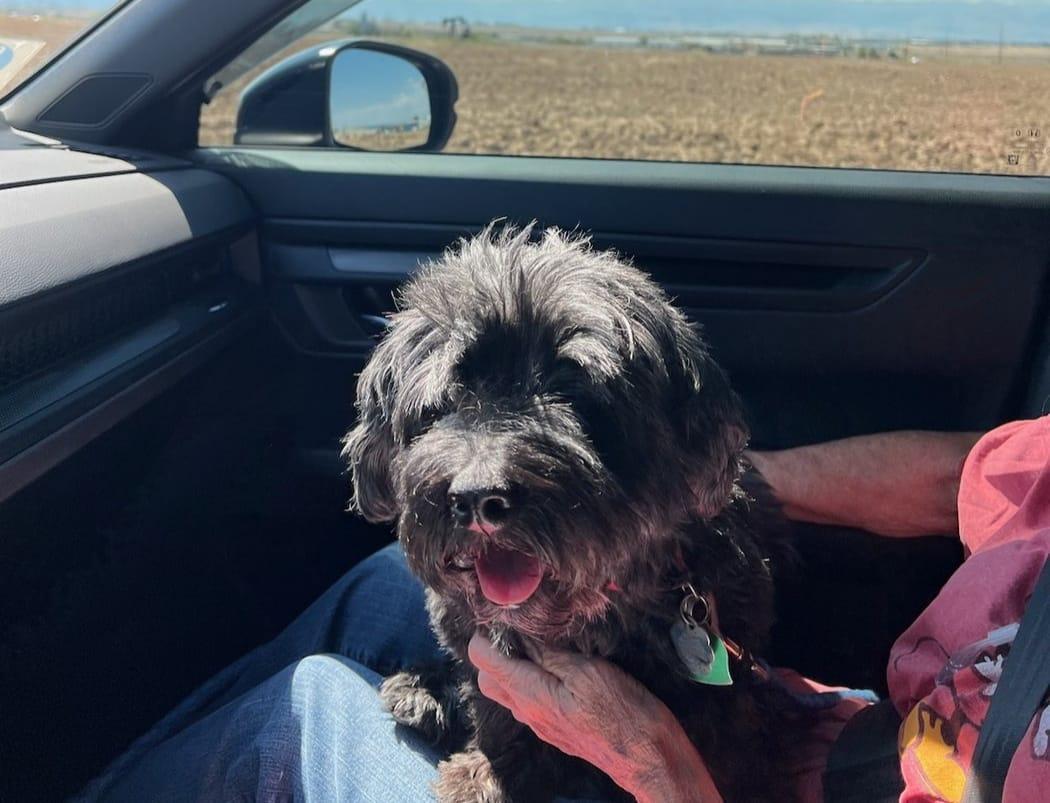 Teddy's last car ride.
Bye my sweet Teddy Bear. Go find some furbabies and play again.
(I hopd the picture loaded. .)