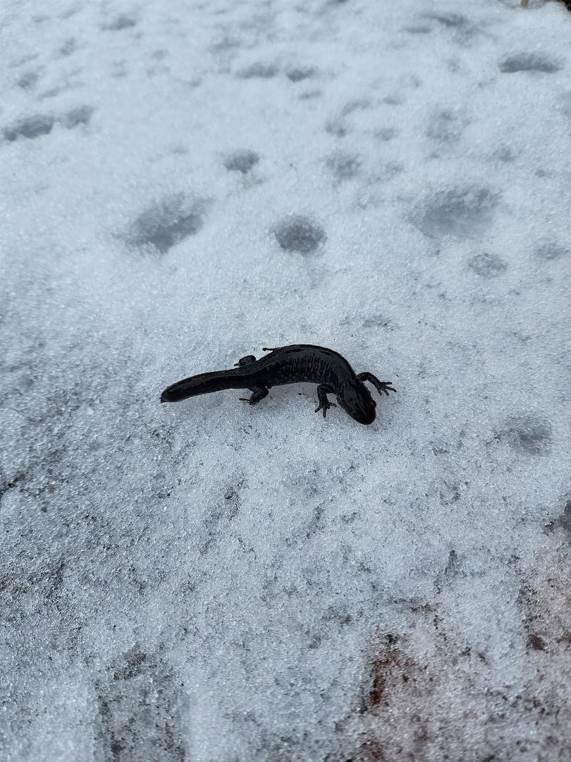 I found this little guy, a blue-spotted salamander, crawling around in the snow yesterday. I relocated him to a safer, more sheltered flower bed.