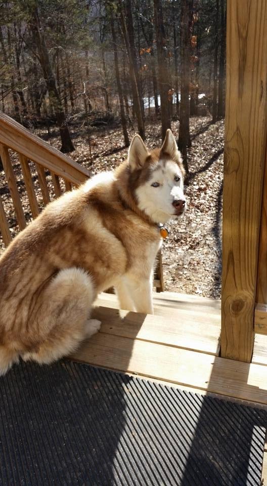 R.I.P. My beautiful boy Niko II.
January 2003 to July 12, 2016.
What a joy you have been. I love you and miss you like hell.