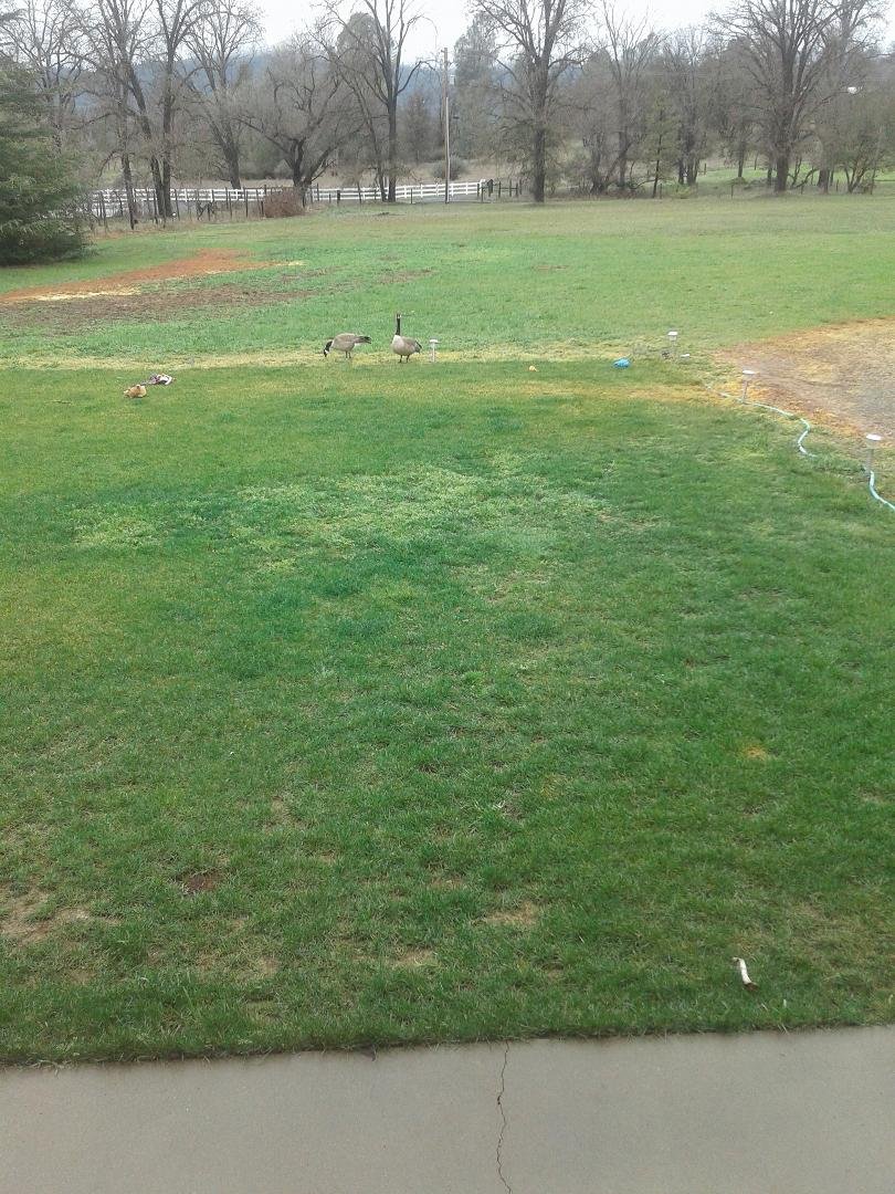 Mr. & Mrs. Goose came to visit this morning! 💘