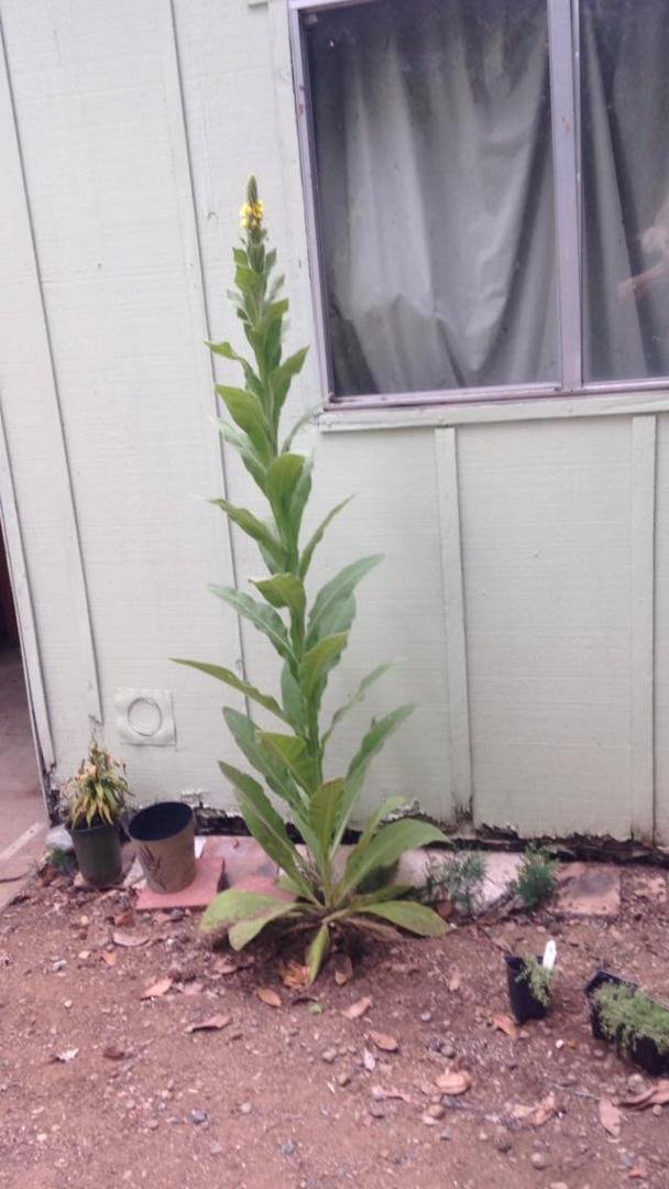 Can anyone help me identify this plant? It's leaves are soft like a lamb's ear but it's close to 5 feet tall. TYIA.