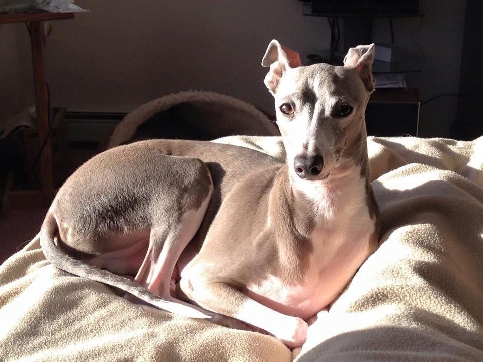 Soaking up some Fairbanks sun.